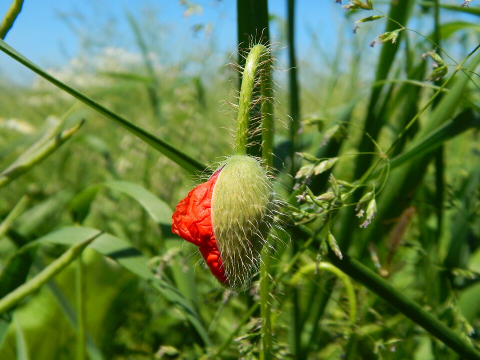 Field green grain