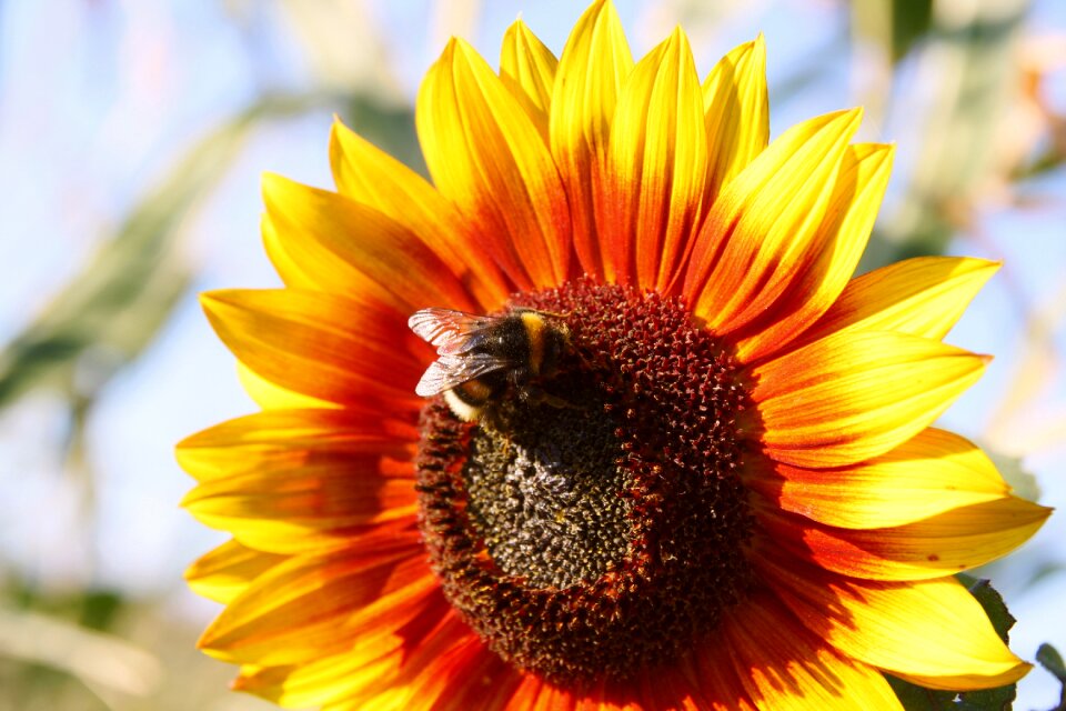 Yellow flower plant