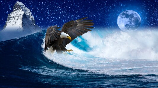 Bald eagle mountain sea
