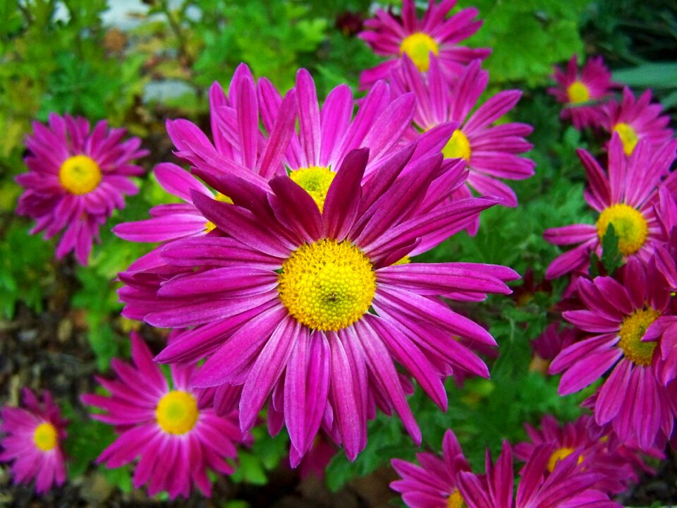 Chrysanthemum fall flowers flower garden