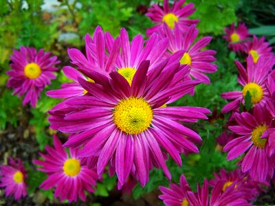 Chrysanthemum fall flowers flower garden