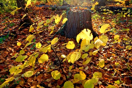 Autumn scene golden glow golden light