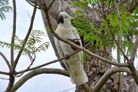 Wildlife animal nature