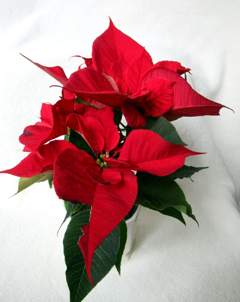 Flower poinsettia red photo