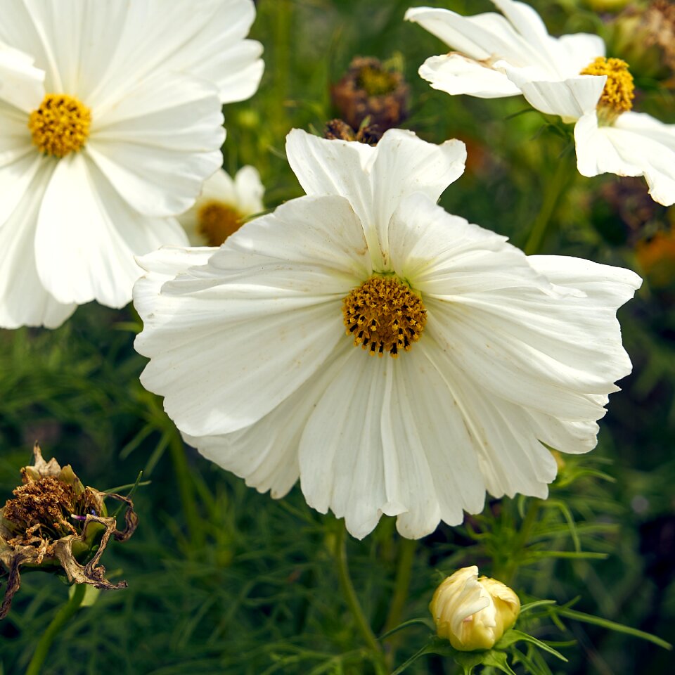 Summer nature garden
