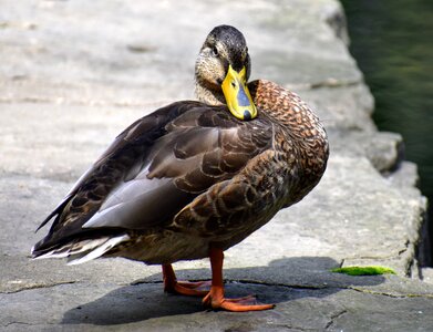 River water waterfowl