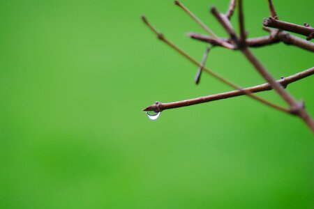Raindrops drop of water dew
