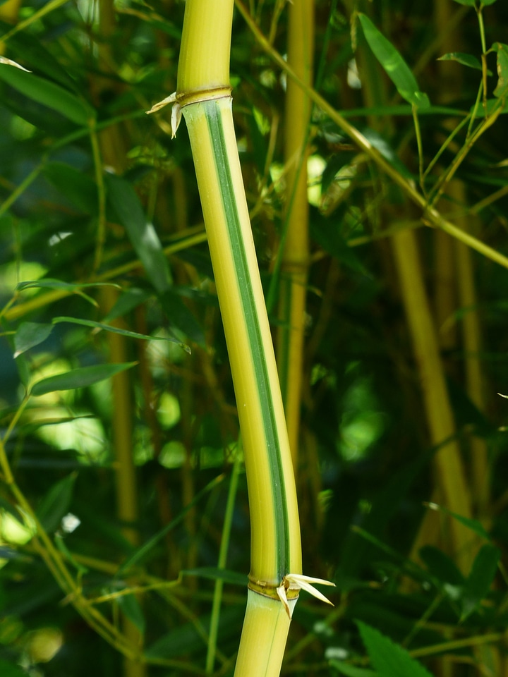 Yellow licorice poaceae