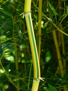 Yellow licorice poaceae