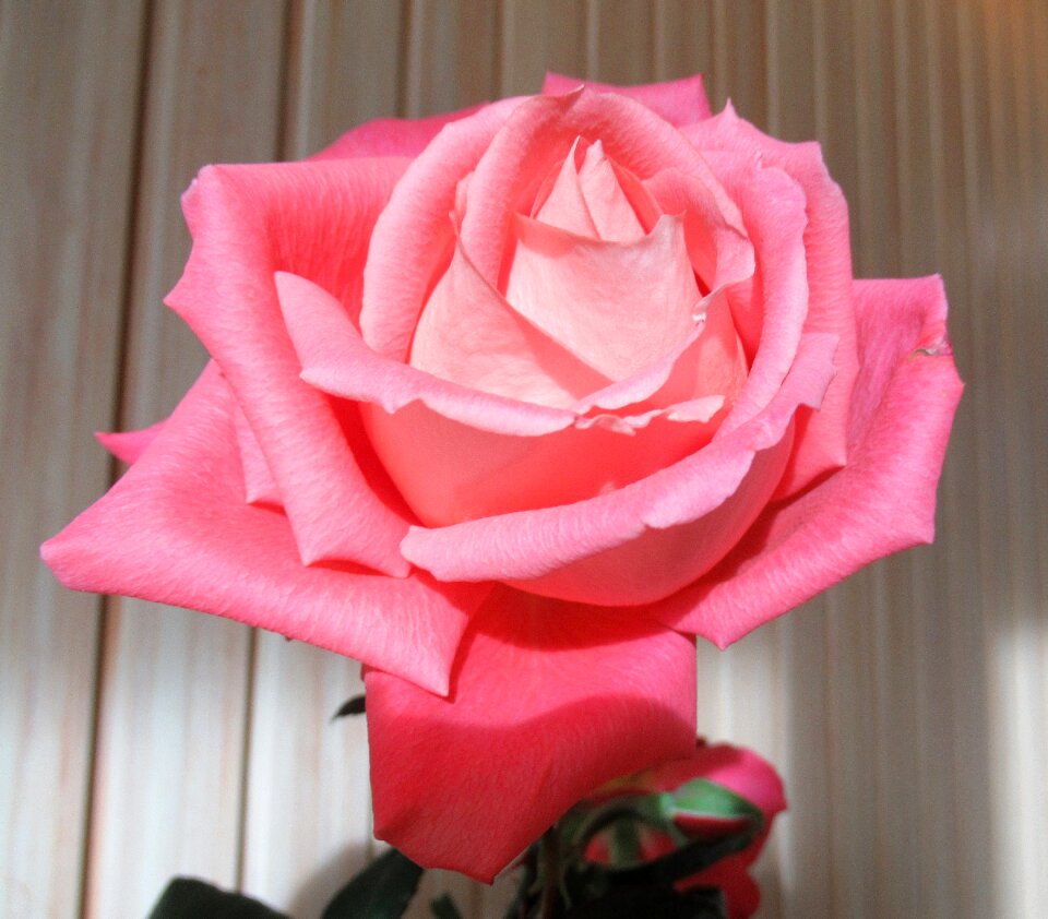 Flower rose plant