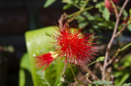 Nature flowers plants