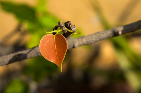 Young leaves emotion leaves heart-shaped
