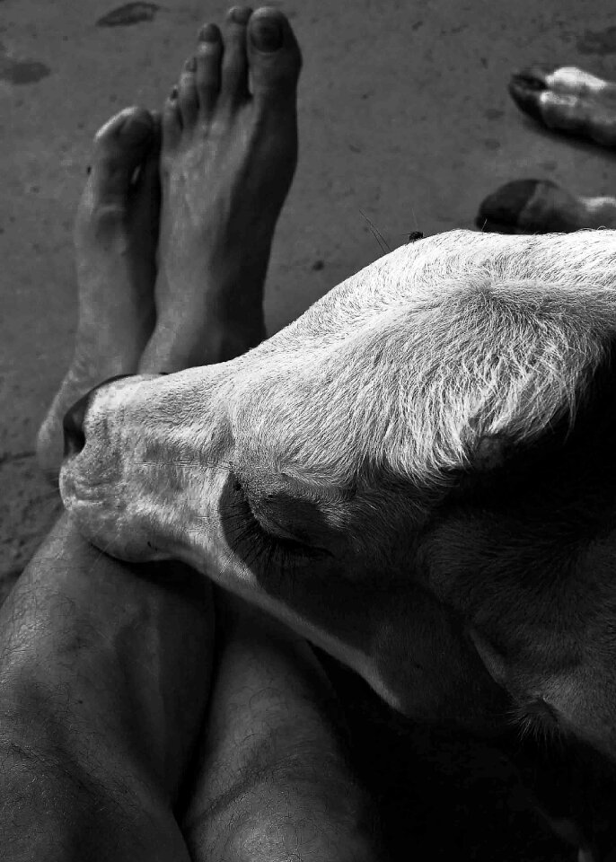 Animal foot outdoors