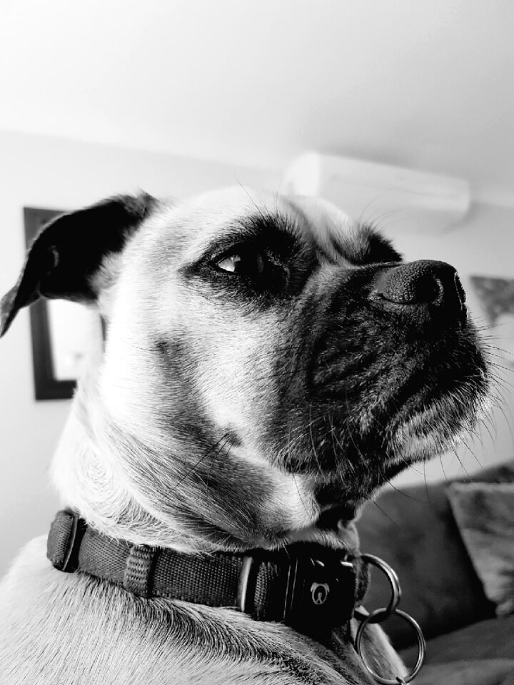 Mixed breed serious thinking
