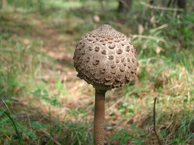 Forest close up small mushroom