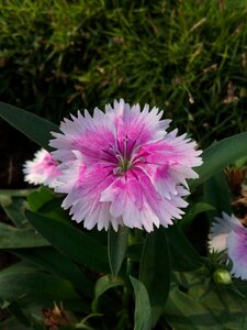 Nature spring pink flowers