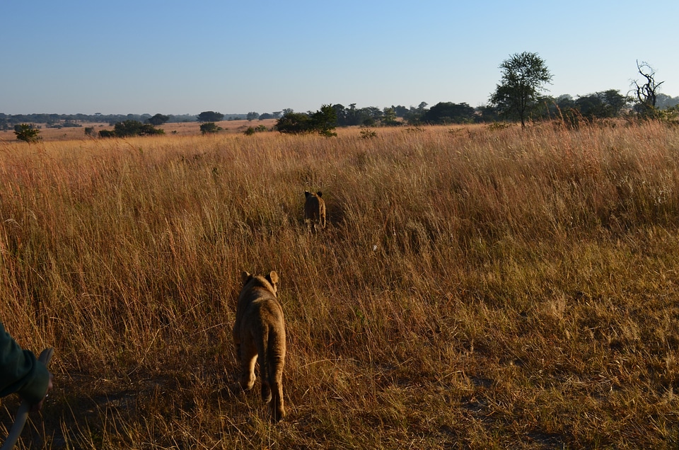 Wildlife track bush