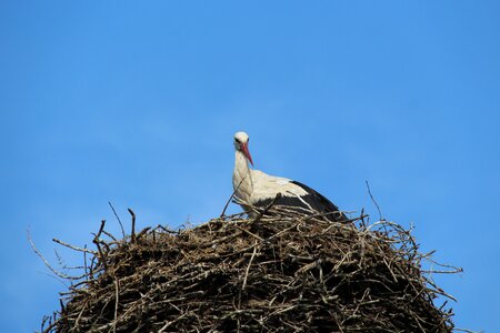 White stork adebar rattle stork