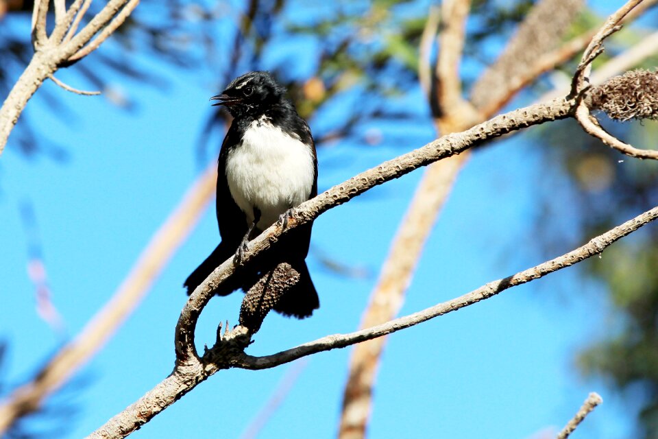Bird avian australia