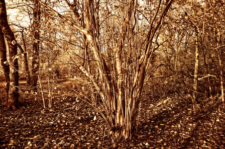 Tree shrub nut photo