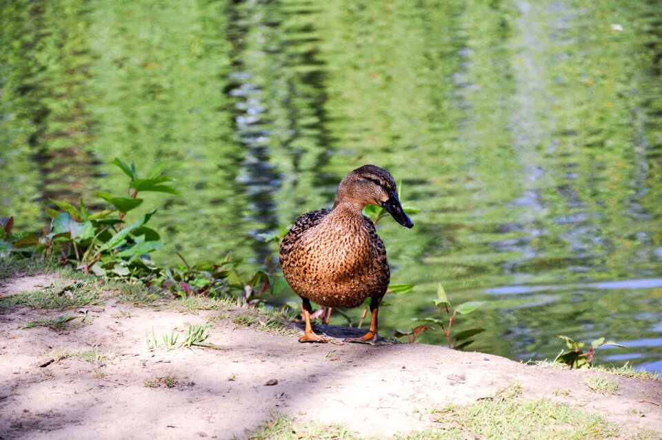 Nature water bird