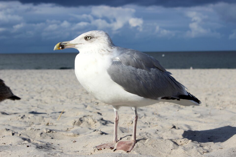 Sea sand beach white möve