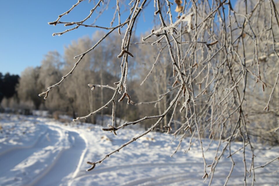 Trees winter landscape winter