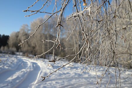 Trees winter landscape winter