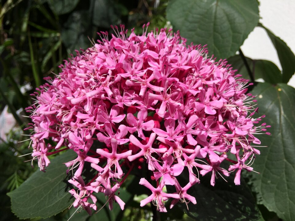 Flowers stamens pink