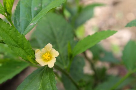 Yellow flowers beautiful yellow and beautiful photo