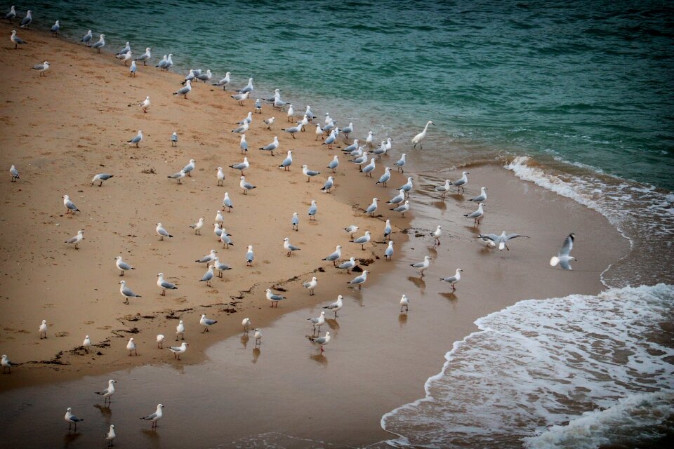 Birds ocean