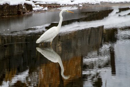 Egret winter health snow