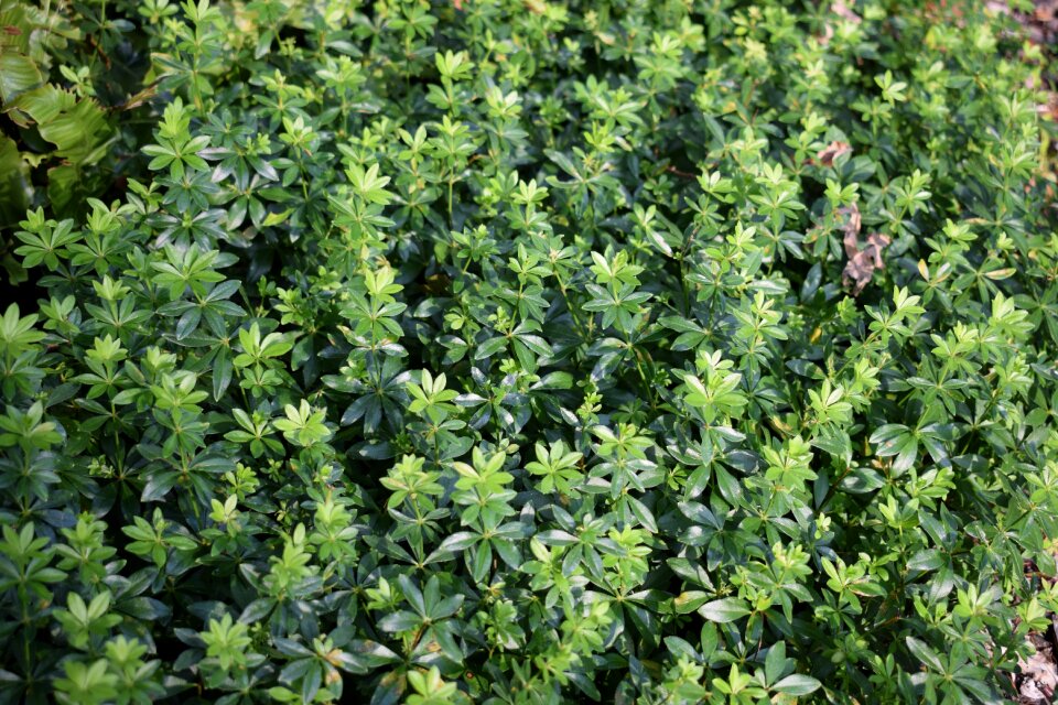 Lievevrouwebedstro ground cover green