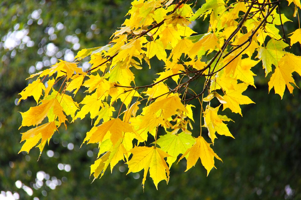 Leaf fall season