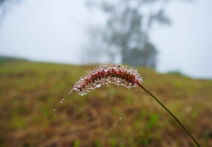 Chiang rai grass by nature photo