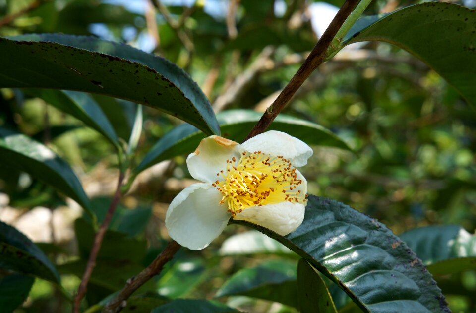 Green tea leaves vietnam white flowers