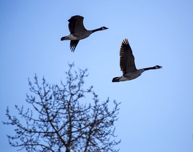 Canada waterfowl