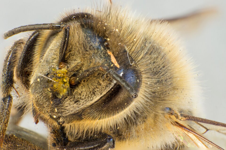 Hair insect compound eyes