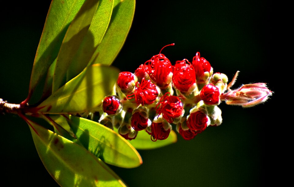 Callistemon citrinus plant close up