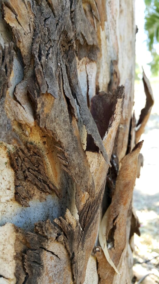 Australia nature tree