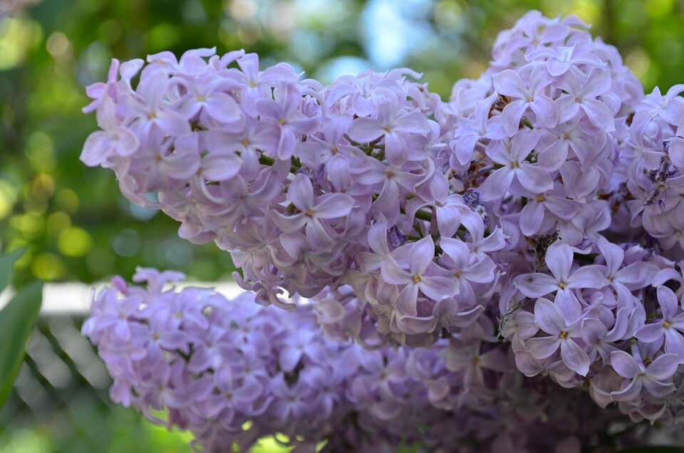Purple blossom bloom