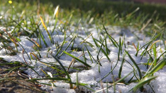 Snow blade of grass in the grass photo