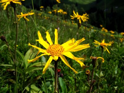 Yellow medicinal plant blossom photo