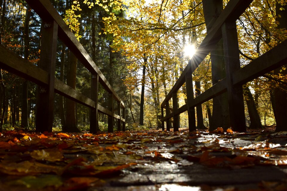 Leaves forest wooden bridge