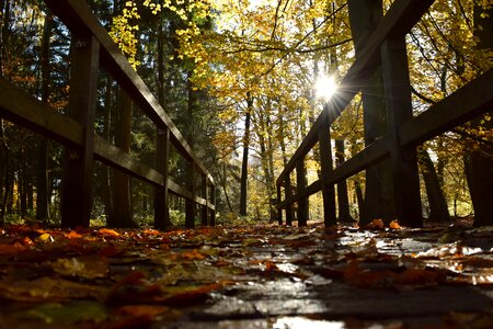 Leaves forest wooden bridge photo