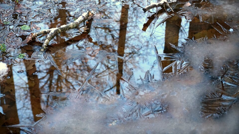 Swamp leafs grass