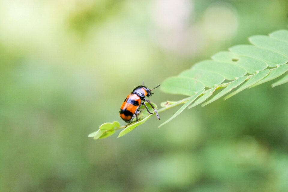 Close nature insect