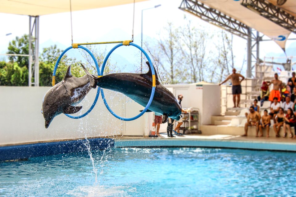 Jump swimming pool water