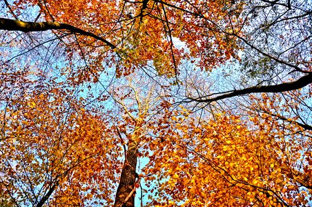 Autumn leaves branches foliage photo