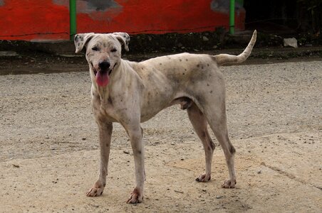 Dog can colombia photo